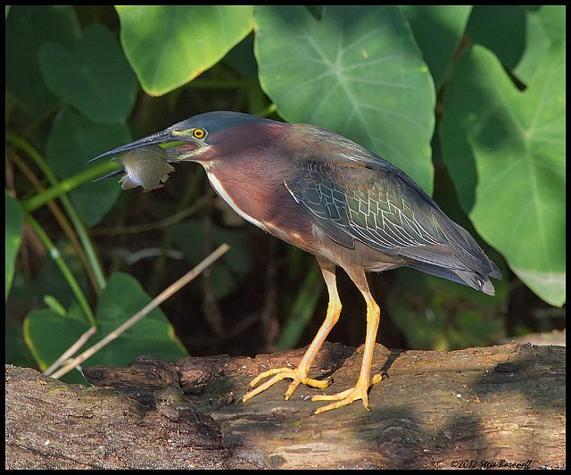 _2SB3977 green heron with fish.jpg